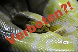 python-101268_1280